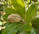 Magnolia grandiflora. Ветвь с плодом. Сочи, дендрарий. 19.11.2008.