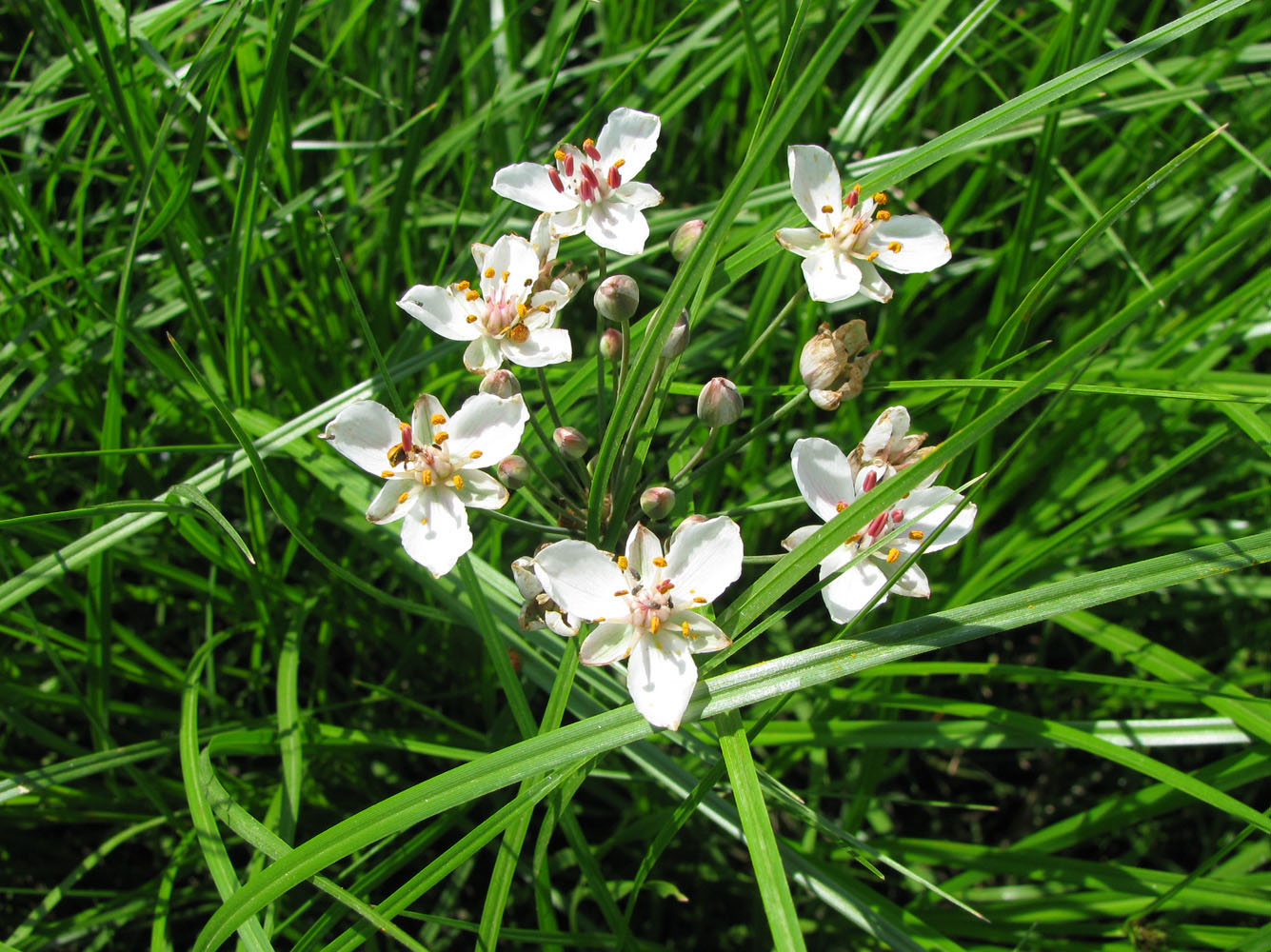 Image of Butomus umbellatus specimen.