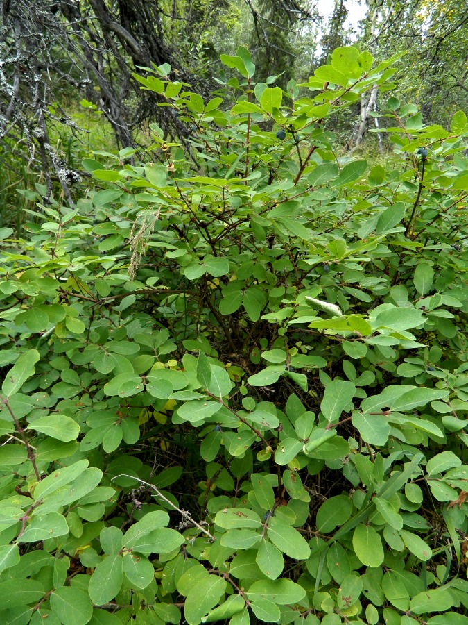 Image of genus Lonicera specimen.