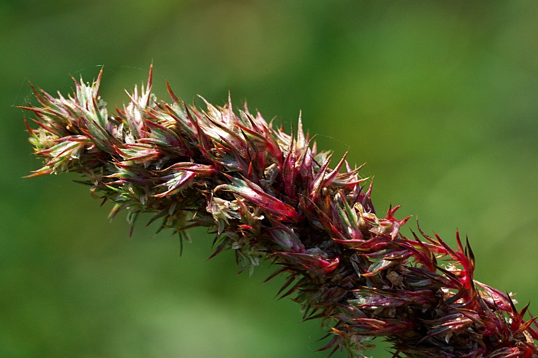 Image of genus Amaranthus specimen.