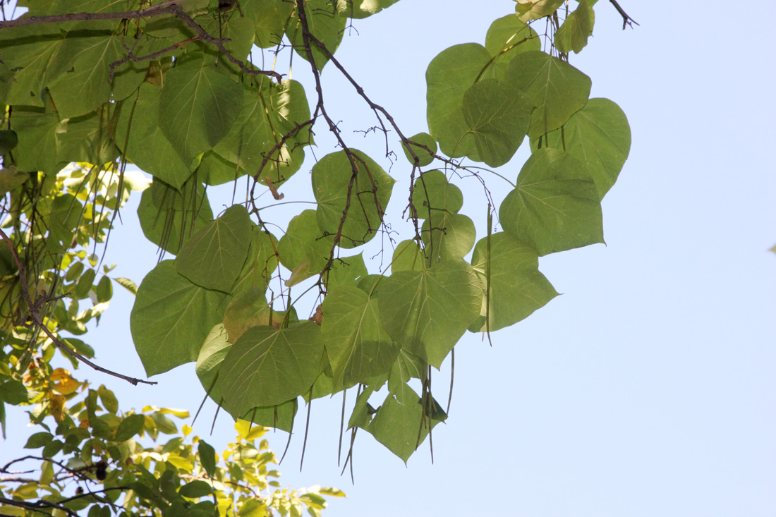Изображение особи Catalpa fargesii.
