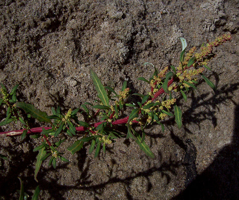 Image of Oxybasis glauca specimen.