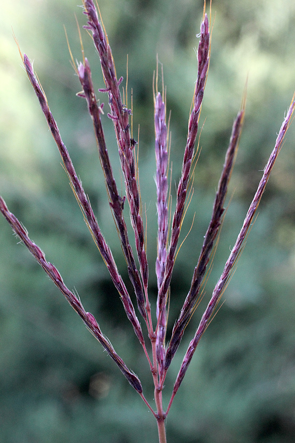 Изображение особи Bothriochloa ischaemum.