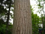 Juglans ailanthifolia. Часть ствола. Сахалин, окр. г. Южно-Сахалинска, лесопарковая зона. Июль 2012 г.