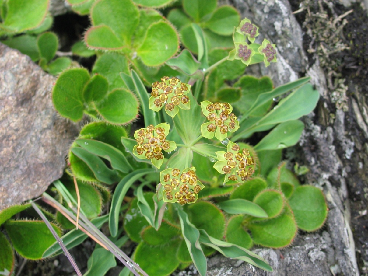 Изображение особи Bupleurum triradiatum.