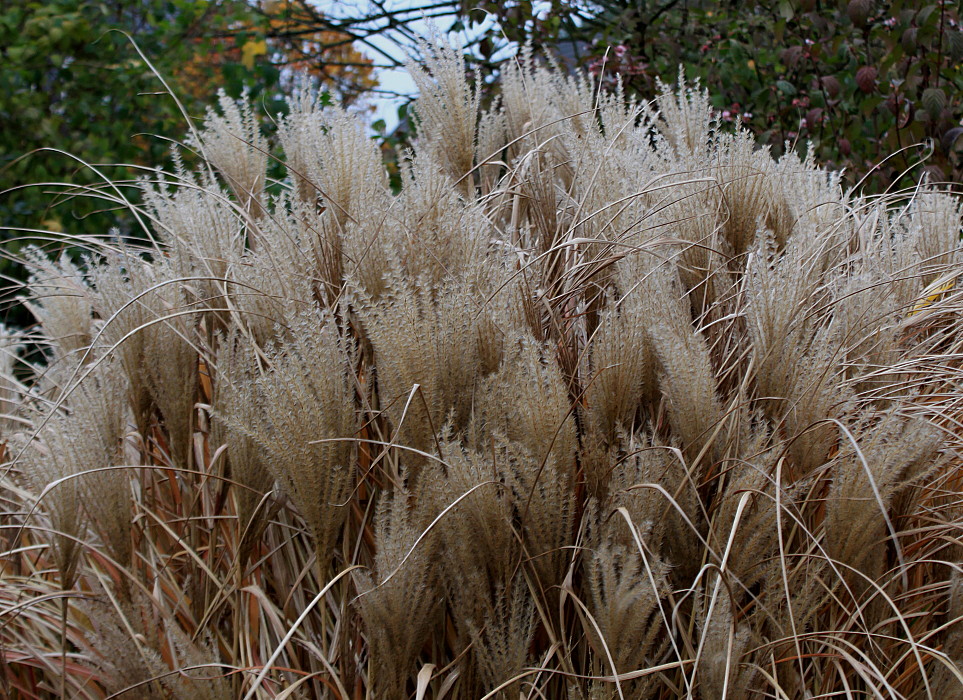 Изображение особи Miscanthus sinensis.