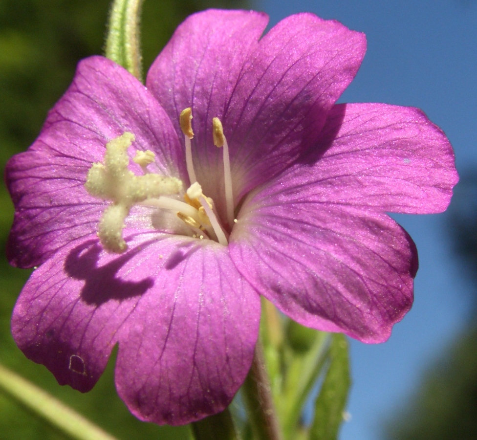 Image of Epilobium hirsutum specimen.