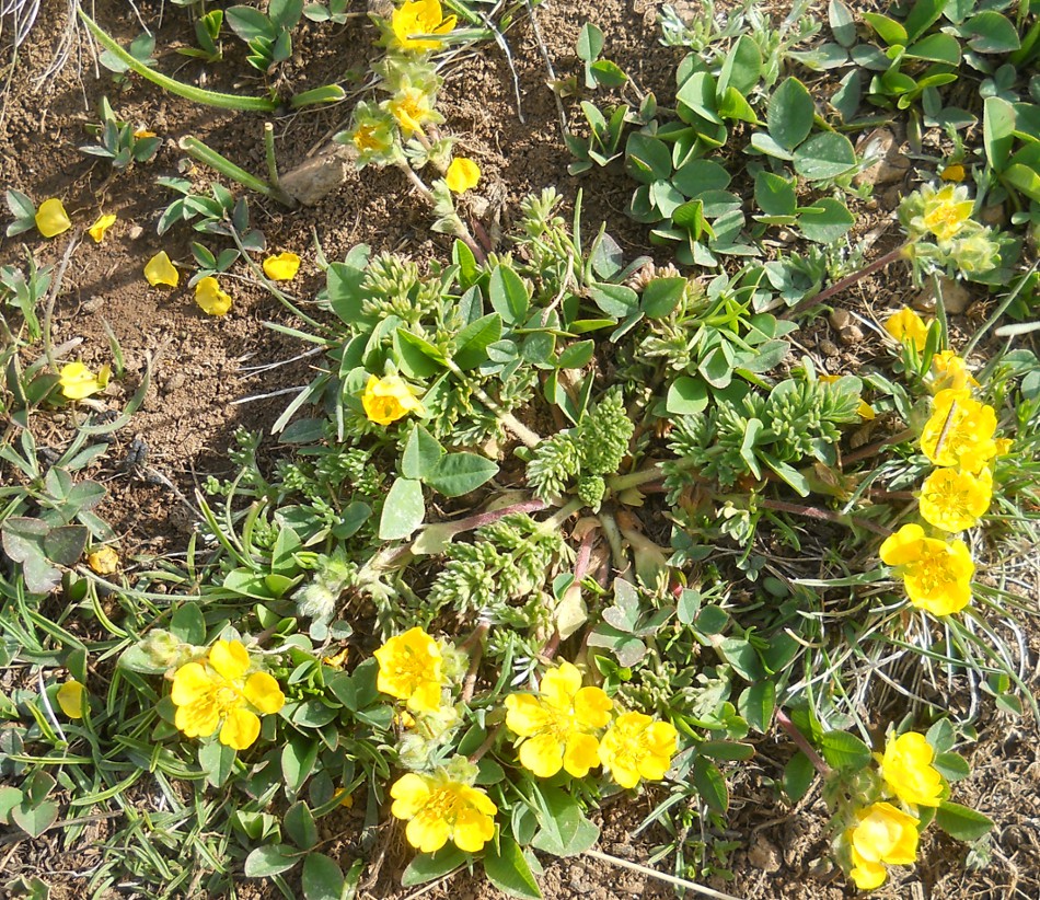 Изображение особи Potentilla argaea.