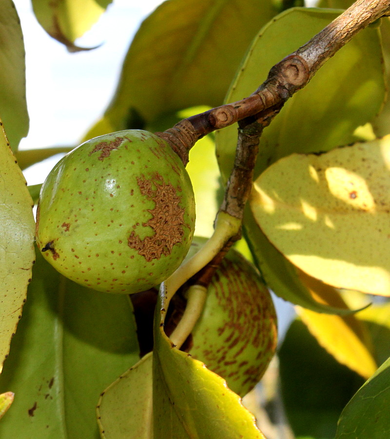 Image of Camellia japonica specimen.