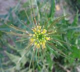 Sisymbrium irio. Верхушка цветущего растения с завязавшимися плодами. Израиль, г. Беэр-Шева, пустырь. 03.01.2013.