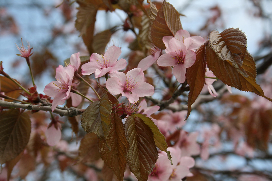 Изображение особи Cerasus sachalinensis.