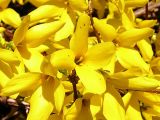 род Forsythia. Цветки. Узбекистан, г. Ташкент, пос. Улугбек, на территории Института ядерной физики. 23.03.2005.