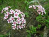 Darmera peltata