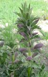 Acanthus syriacus. Соцветие с бутонами. Израиль, Северный Негев, лес Лаав. 25.02.2013.