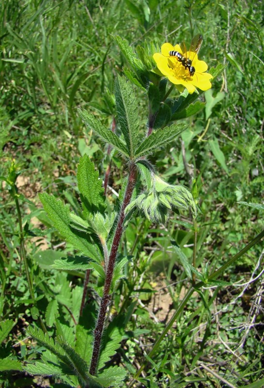 Image of Potentilla recta specimen.