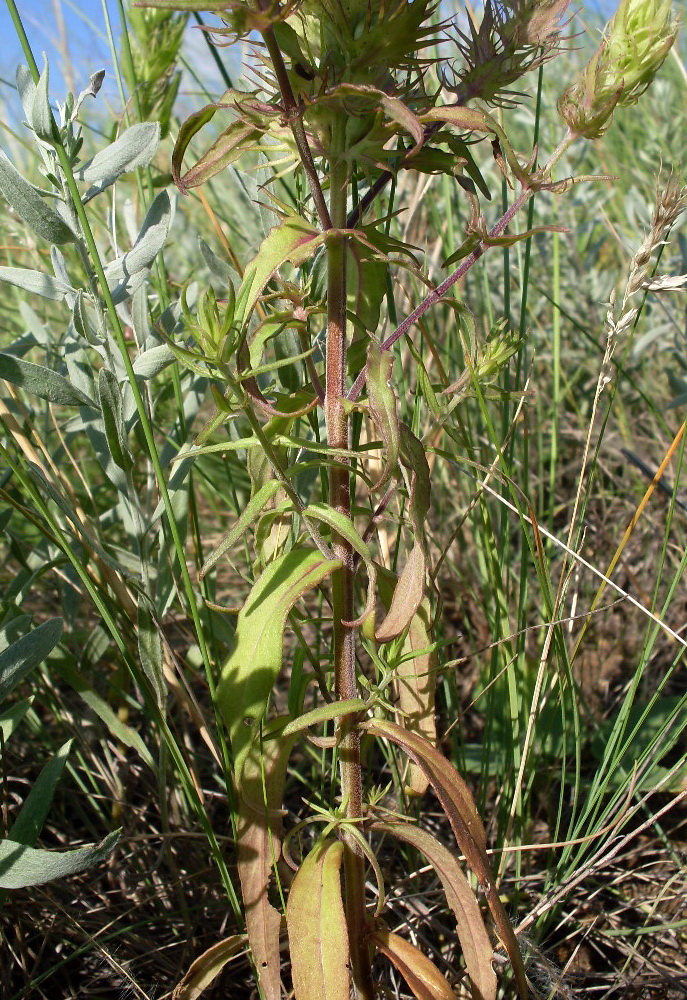 Image of Melampyrum argyrocomum specimen.