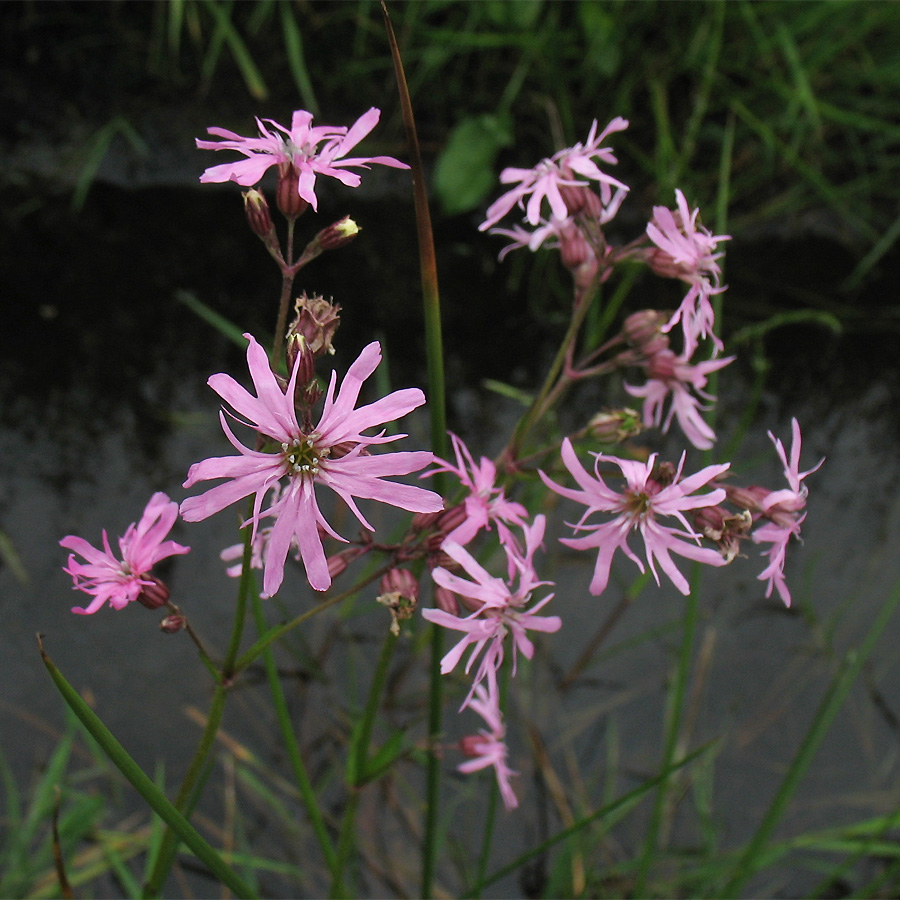 Изображение особи Coccyganthe flos-cuculi.