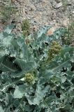 Steptorhamphus crassicaulis