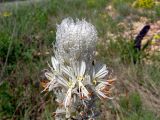 Asphodeline taurica