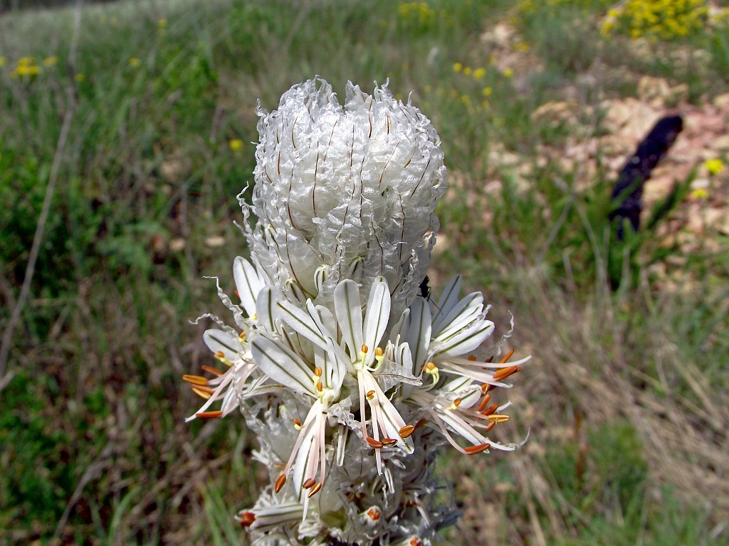 Image of Asphodeline taurica specimen.