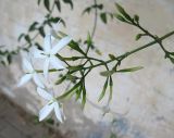 Jasminum azoricum