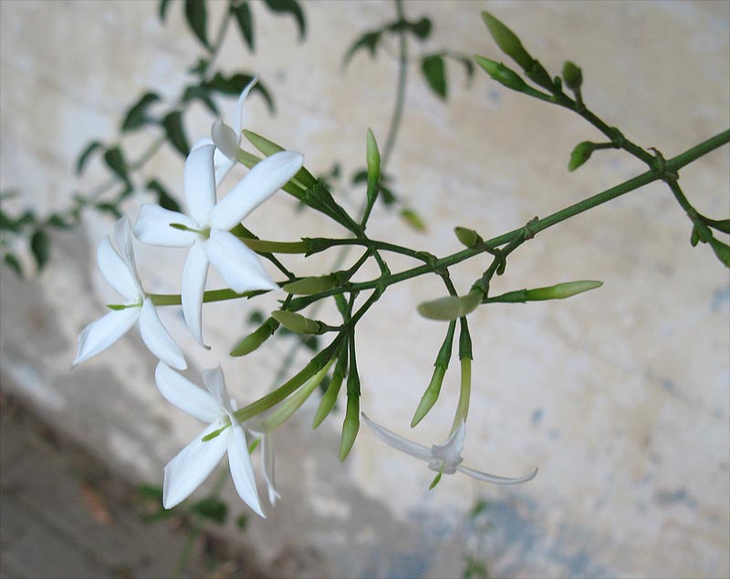 Изображение особи Jasminum azoricum.