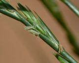 Image of taxon representative. Author is Татьяна Мальчинская
