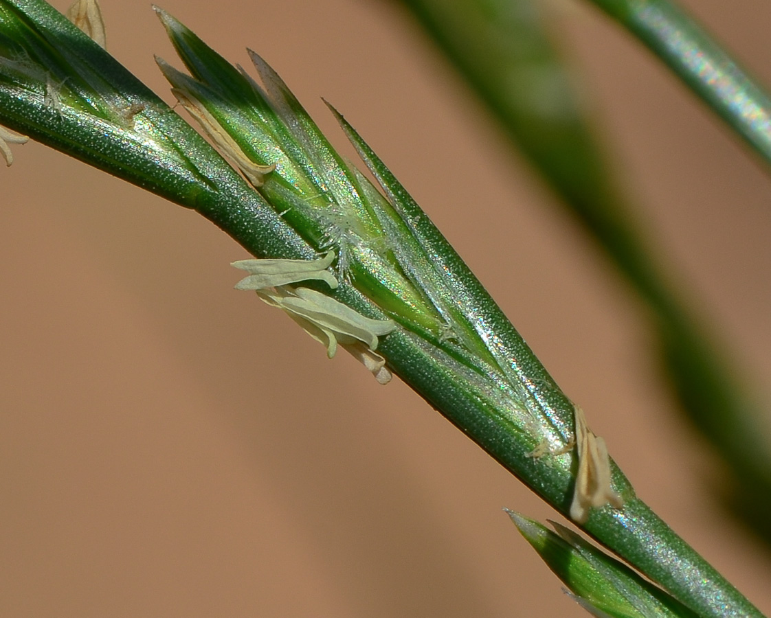 Изображение особи Lolium rigidum.