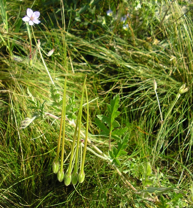 Image of Erodium ciconium specimen.