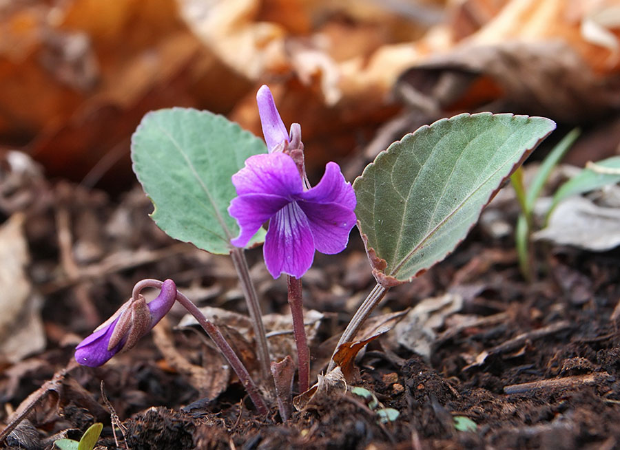 Изображение особи Viola primorskajensis.