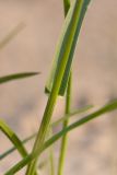 Poa pratensis. Основание листовой пластинки и влагалище листа. Ленинградская обл., побережье в р-не пос. Большая Ижора, песчаный береговой вал. 09.06.2013.
