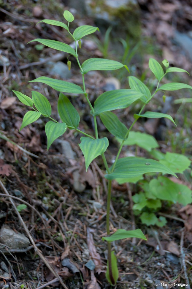 Изображение особи Streptopus amplexifolius.