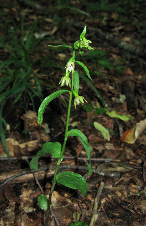 Image of Epipactis persica specimen.