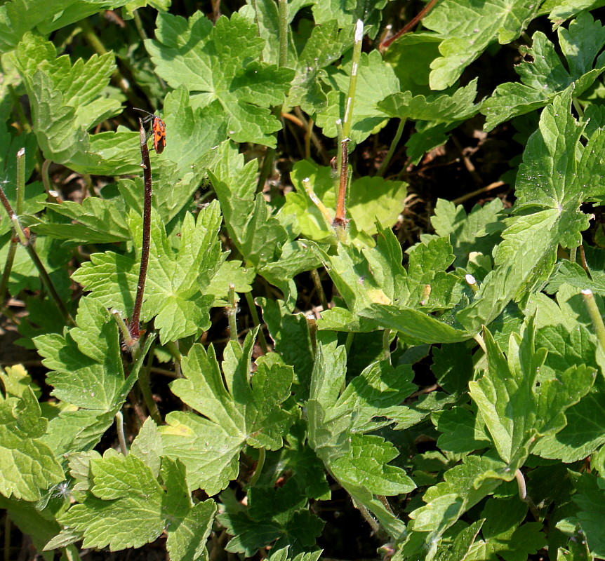 Изображение особи Geranium phaeum.