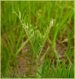 Vicia tenuifolia. Верхушка побега. Чувашия, окр. г. Шумерля, высоковольтная линия за объездной трассой. 7 июля 2009 г.