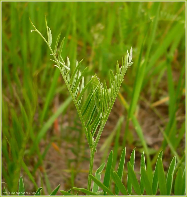 Image of Vicia tenuifolia specimen.