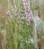 Astragalus sulcatus