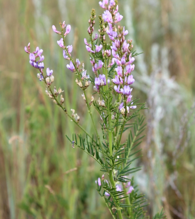 Image of Astragalus sulcatus specimen.