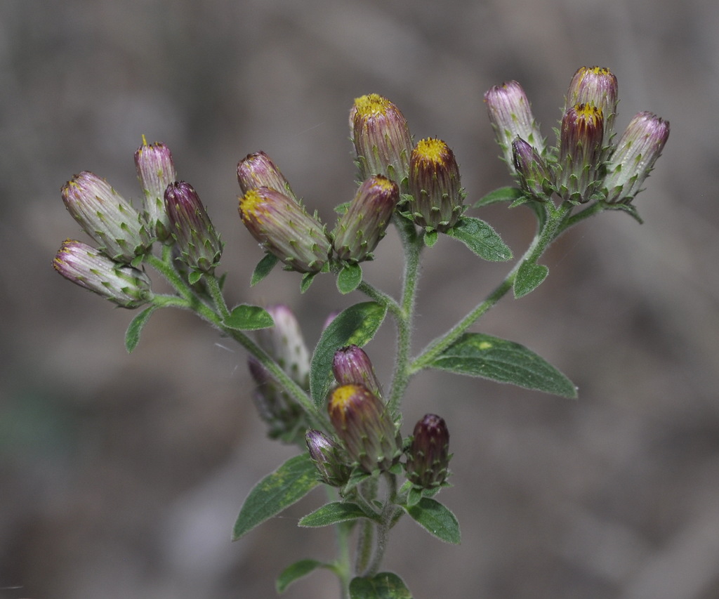 Изображение особи Inula conyza.