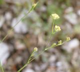 Bupleurum brachiatum