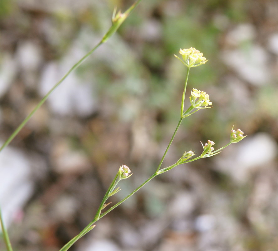 Изображение особи Bupleurum brachiatum.