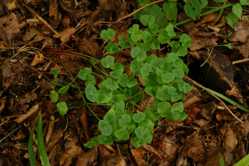 Изображение особи Euphorbia savaryi.