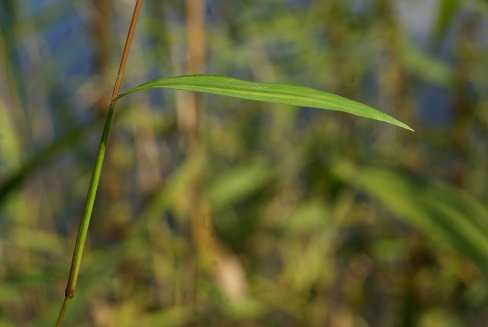 Image of Microstegium nodosum specimen.