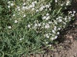 Gypsophila elegans