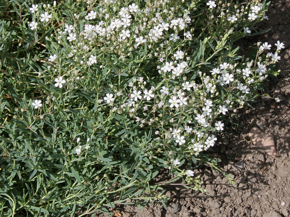 Image of Gypsophila elegans specimen.