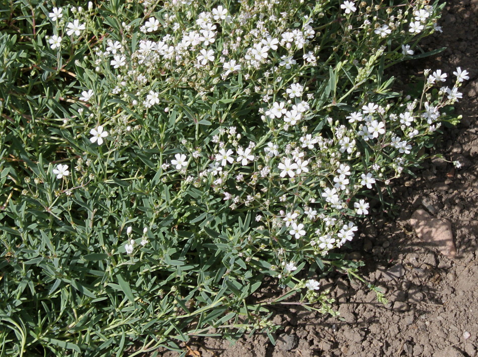 Изображение особи Gypsophila elegans.