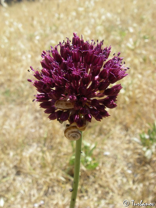 Image of Allium atroviolaceum specimen.