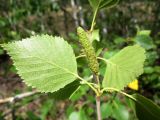 Betula borysthenica