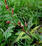 Persicaria maculosa