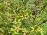 Hypericum lobocarpum